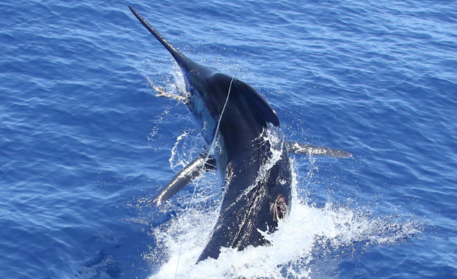 Một con cá cờ xanh lớn. (Nguồn: Exmouth Game Fishing Club)