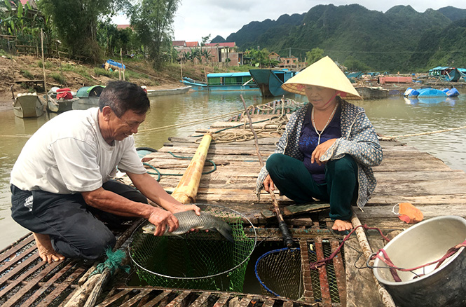 Cá lồng sông Son