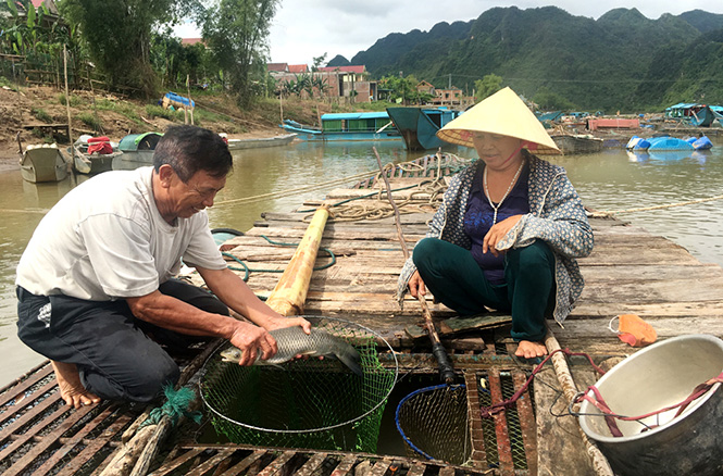  Vợ chồng ông Hoàng Văn Thái bên những lồng cá đang đến mùa thu hoạch.