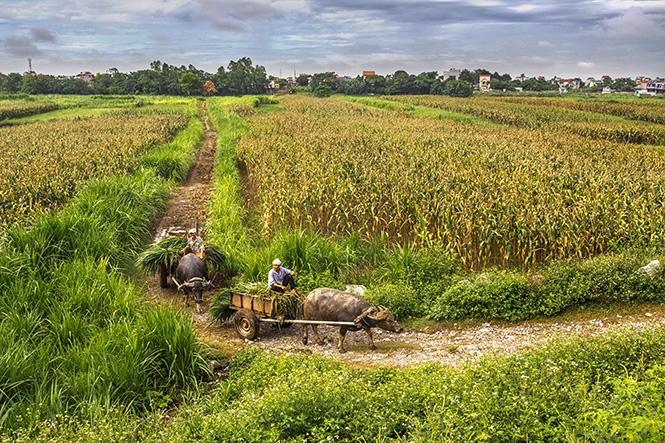 Đường về