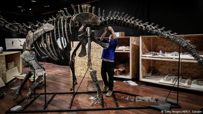 Một chuyên gia lắp ráp bộ xương khủng long trước khi đưa ra bán đấu giá. (Nguồn: AFP)