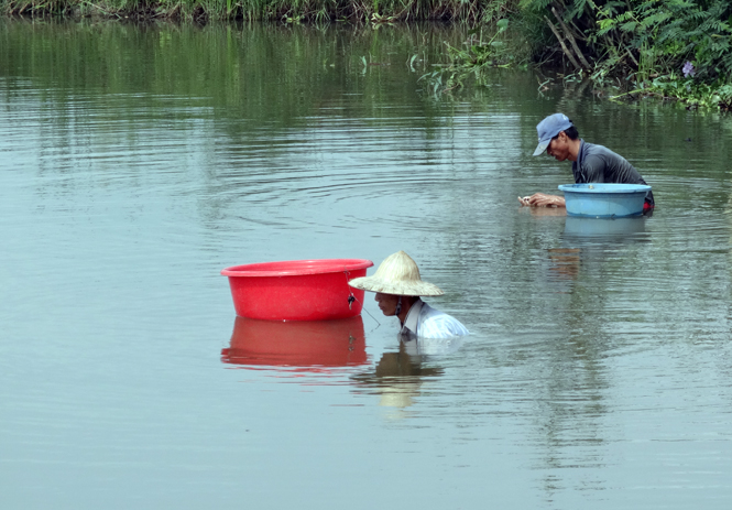 Lặn ngao ở phá Hạc Hải.