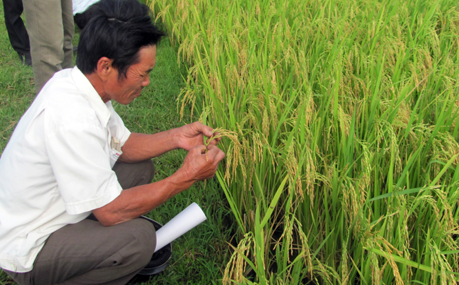 Khảo nghiệm giống lúa mới.   