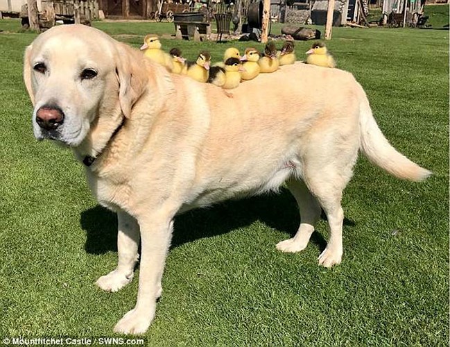 Chú chó tên Fred (10 tuổi) là thuộc giống Labrabor, hiện đang sống tại Lâu đài Mountfitchet (Essex, Vương quốc Anh).