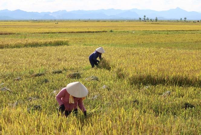 Năng suất lúa đông xuân huyện Lệ Thủy đạt gần 68 tạ/ha