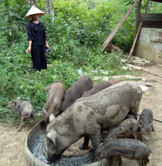 Minh Hóa:  Trên 500 mô hình kinh tế của phụ nữ cho thu nhập cao