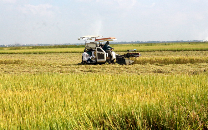 Nông dân Quảng Ninh phấn khởi thu hoạch lúa đông-xuân.