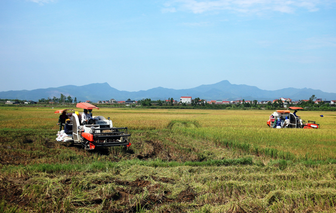Nông dân phường Đức Ninh Đông (TP.Đồng Hới) thu hoạch lúa đông-xuân.