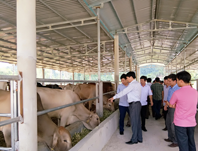 Trang trại nuôi bò vỗ béo của Công ty TNHH Nông trường An Phát.