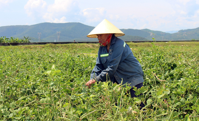Nông dân xã Quảng Hoà (thị xã Ba Đồn) thu hoạch đậu đen vụ đông-xuân.