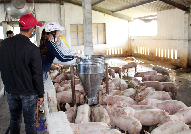 Ngành nông nghiệp khuyến khích người dân chăn nuôi tập trung, tham gia liên kết chuỗi.