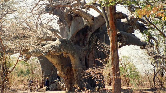 Panke, cây bao báp lâu đời nhất ở châu Phi, hiện đã chết - Ảnh: JOCELYN ALEXANDER