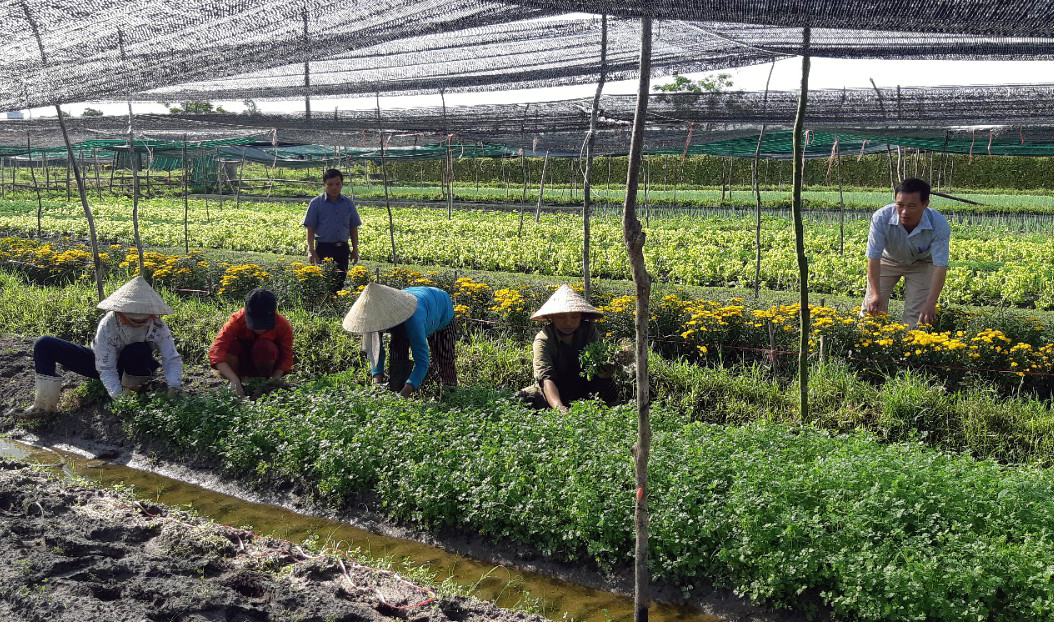  Cán bộ Hội Nông dân thị xã Ba Đồn kiểm tra tình hình thu hoạch rau màu của hội viên.