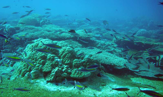 Sự biến mất các rạn san hô trên thế giới có thể khiến bão lũ nguy hiểm gấp 2-4 lần hiện nay - Ảnh: phys.org