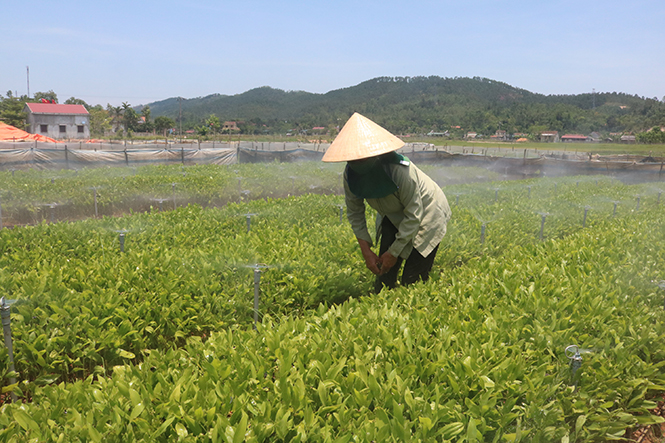 Mô hình vườn ươm giống cây lâm nghiệp của nông dân xã Quảng Trường.