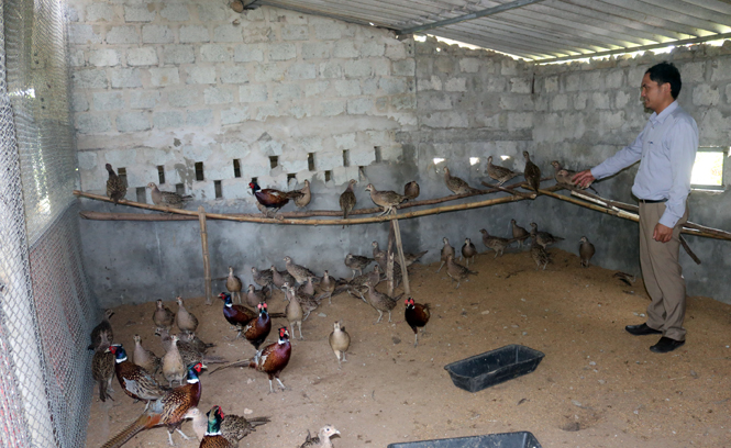 Mô hình nuôi chim trĩ của nông dân xã Quảng Châu cho hiệu quả kinh tế cao.