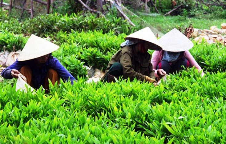 Quảng Trạch: Tăng cường quản lý chất lượng giống cây trồng lâm nghiệp