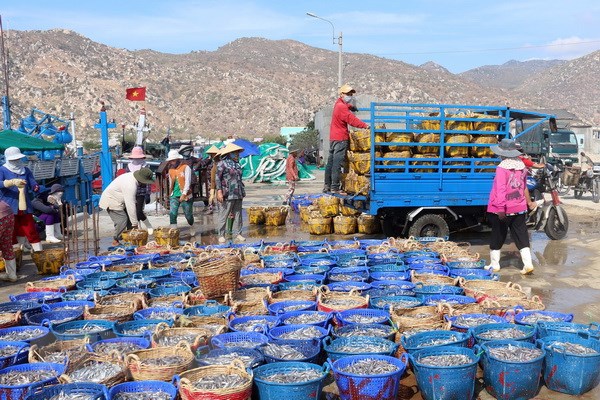 Khắc phục thẻ vàng IUU: Vẫn gặp khó trong xác nhận nguyên liệu