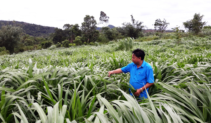 Đa dạng các mô hình kinh tế giúp người dân thoát nghèo