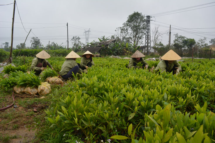 Toàn tỉnh trồng 5.130ha rừng các loại
