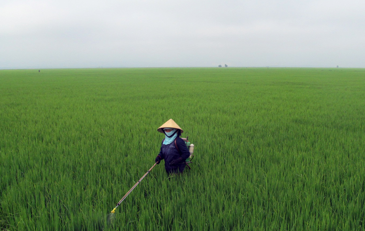 Toàn tỉnh có gần 1.000ha lúa nhiễm rầy lưng trắng