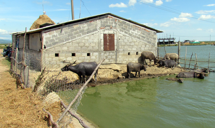 Phát triển chăn nuôi gắn với bảo vệ môi trường