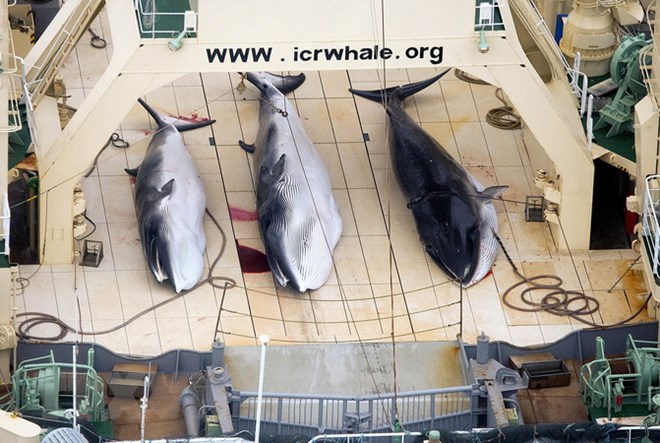 Australia phản đối Nhật Bản đề xuất dỡ bỏ lệnh cấm đánh bắt cá voi