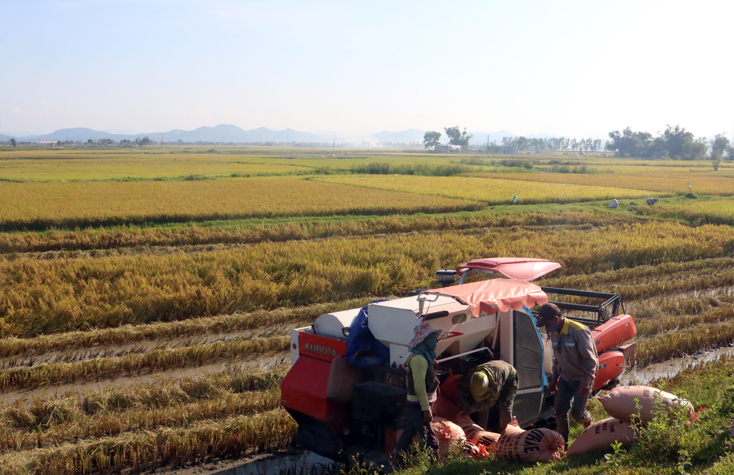 Quảng Trạch:  Nỗ lực tạo đột phá trong sản xuất nông nghiệp