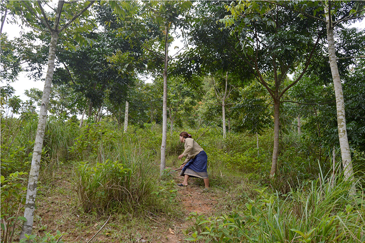 Minh Hóa: Hướng đi mới từ trồng rừng bằng giống cây bản địa