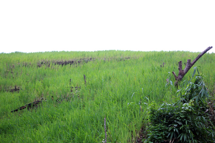 Trên 560 ha lúa rẫy của đồng bào Ma Coong phát triển tốt