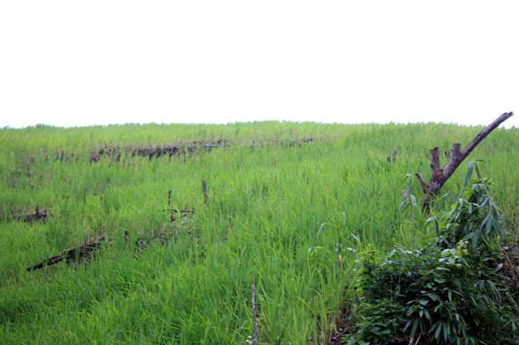 Trên 560 ha lúa rẫy của đồng bào Ma Coong phát triển tốt