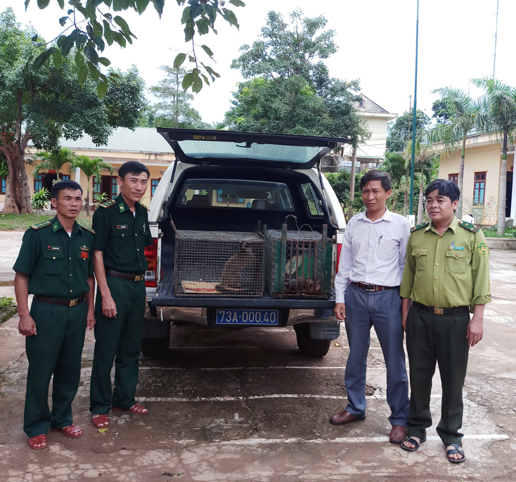 Đồn Biên phòng Cà Roòng chuyển giao 6 cá thể động vật bị săn bắt trái phép