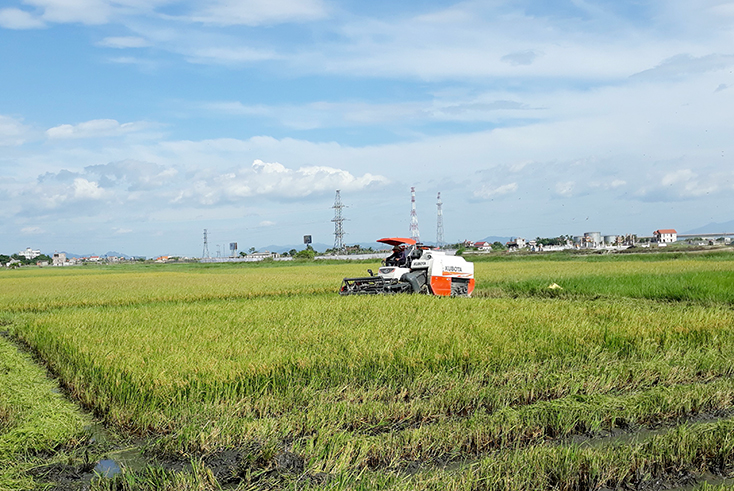 Bố Trạch: Nông dân bắt đầu thu hoạch lúa hè-thu năm 2018