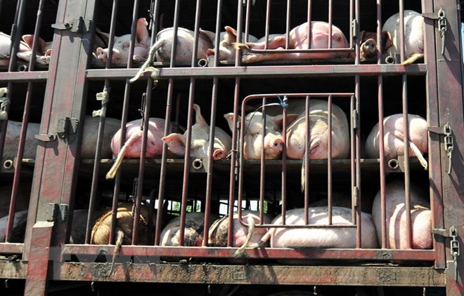 FAO: Dịch cúm lợn tại Trung Quốc có khả năng lan rộng tại châu Á