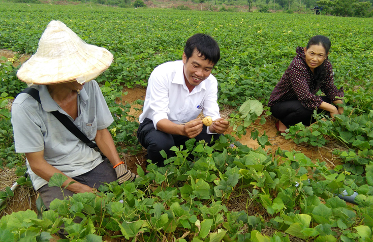 Triển vọng mô hình trồng củ đậu