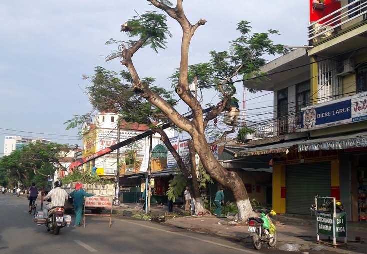 TP. Đồng Hới: Tăng cường cắt tỉa cây xanh trước mùa mưa bão