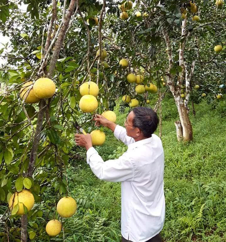 Tuyên Hóa: Làm giàu nhờ cây bưởi