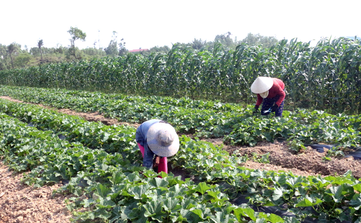 Quảng Ninh: Đẩy mạnh phát triển chuỗi giá trị nông sản