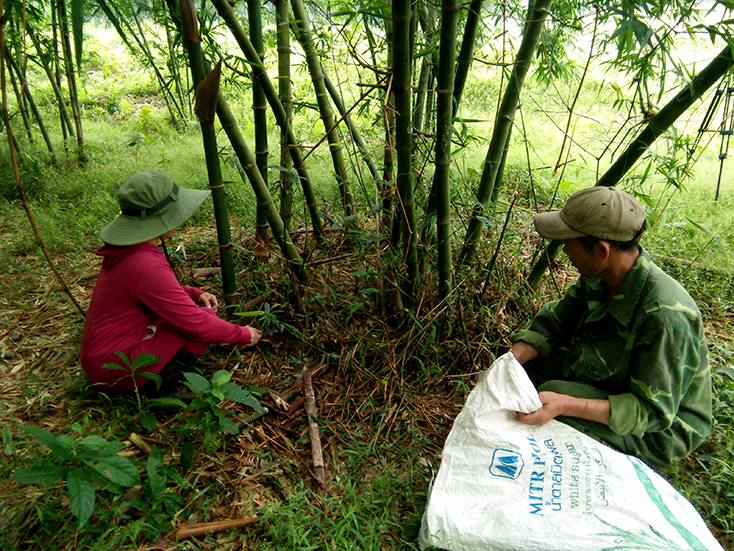 Thị trấn Nông trường Việt Trung:  Thu nhập ổn định từ mô hình trồng luồng lấy măng
