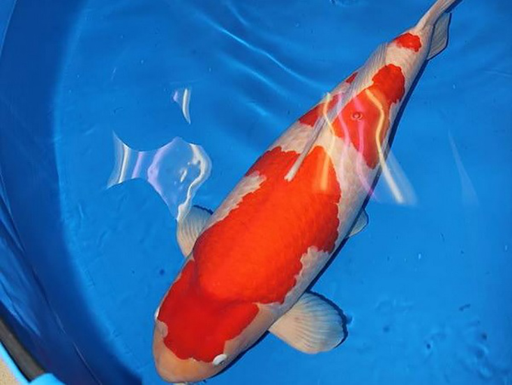 Cá chép Koi phá kỷ lục thế giới với trị giá gần 2 triệu USD