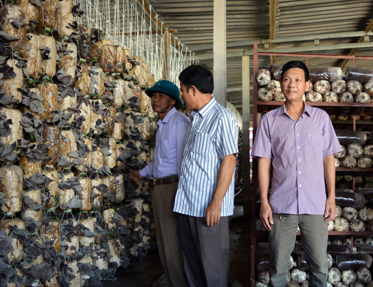 Bố Trạch: Phát triển nghề sản xuất nấm
