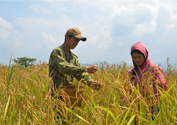 Mùa lúa rẫy bên mái Giăng Màn