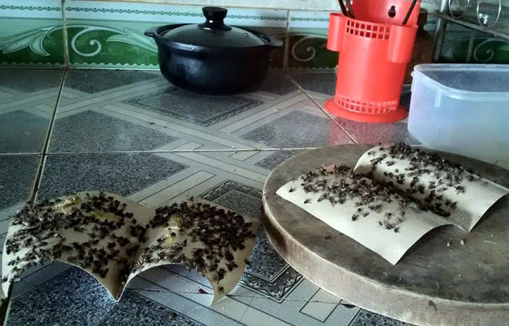 Bón phân... sinh ruồi?