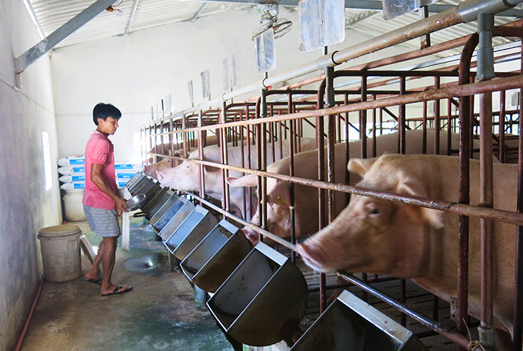 Lệ Thủy: Phát triển chăn nuôi theo hướng bền vững