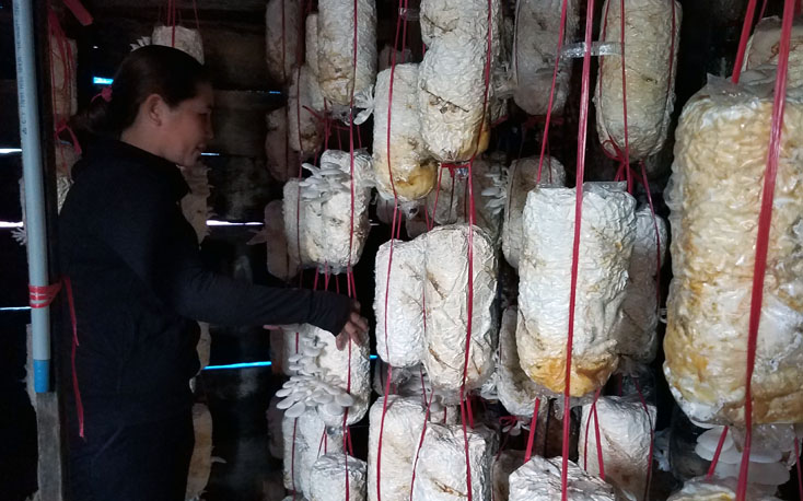 Tuyên Hóa: Giải ngân gần 40 tỷ đồng hỗ trợ phụ nữ phát triển kinh tế