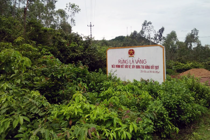 Thị xã Ba Đồn: Thực hiện tốt công tác chăm sóc, bảo vệ rừng
