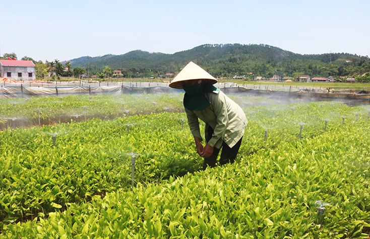 Quảng Trạch: Chú trọng tạo đột phá trong lĩnh vực trồng trọt