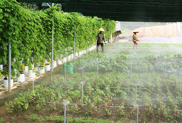 Quảng Trạch: Hướng tới sản xuất nông nghiệp công nghệ cao