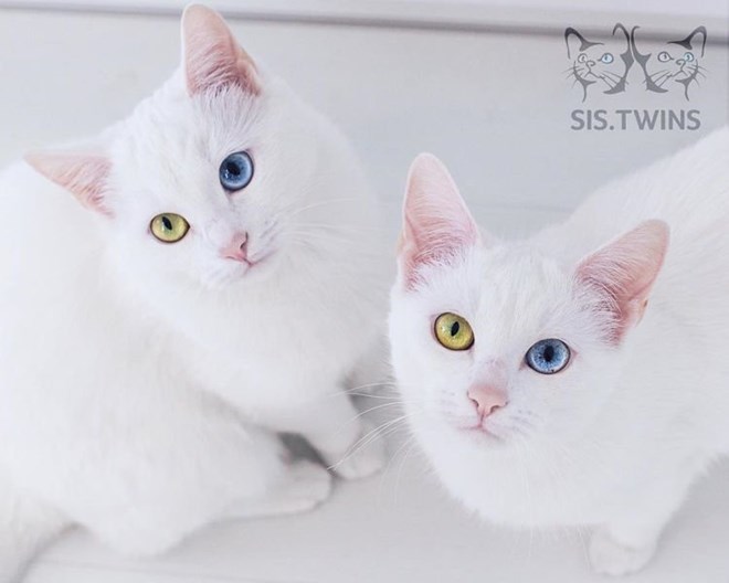 Cặp mèo song sinh có đôi mắt khác màu gây bão trên Instagram