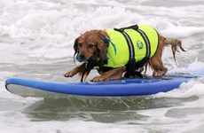 [Video] Cuộc thi chó lướt sóng ở bang California, Mỹ